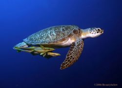 Green Turtle cruising by Jon Kreider 
